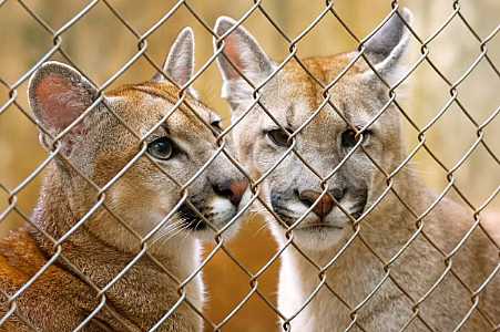 Café e Cacau ou Mufasa e Zara? Zoológico em SP abre votação para nomear filhotes de onça-parda