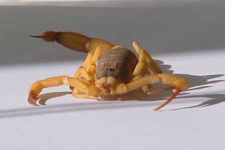 Menino é picado por escorpião em escola em Fernandópolis