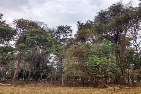 Dono de sítio é multado em mais de R$ 18 mil por corte de árvores
