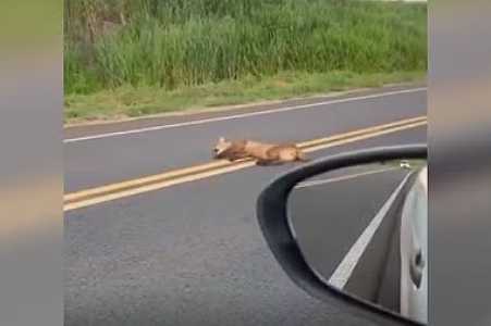 VÍDEO: onça é flagrada deitada no meio da pista em rodovia do interior de SP