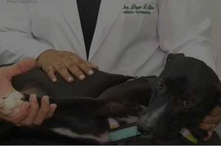 Cão ferido que entrou sozinho em clínica ´para pedir ajuda´ no Ceará ganha o nome de Quindim