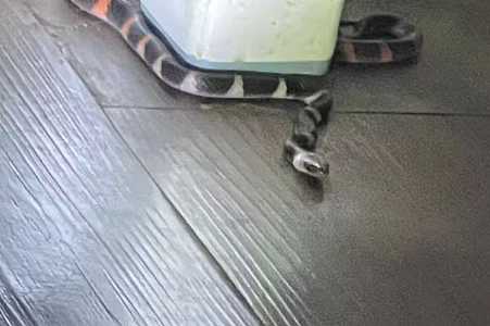 Cobra coral é capturada pelos bombeiros em casa após mulher pisar nela em Araçatuba
