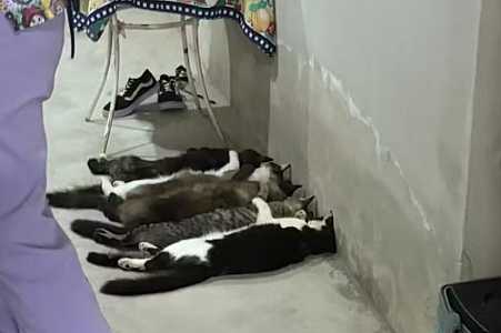 Justiça torna réus 2 veterinários e mais 3 pessoas em caso de venda de sangue de gatos em Monte Alto, SP