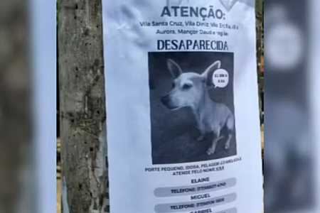 Pet hotel é condenado a indenizar família após cachorra desaparecer durante período de hospedagem