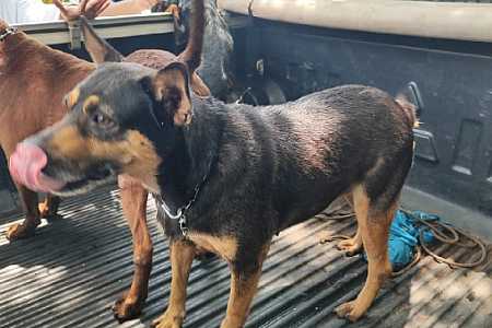 Homem é preso e multado em R$ 9 mil por maus tratos a cães em Anhumas (SP)