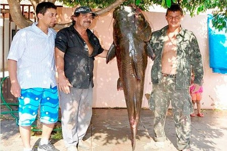 Pescador fisga jaú de 1,75 m e 80 kg em rio de Mato Grosso do Sul