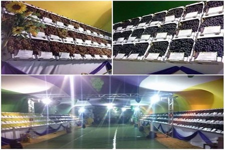 Agricultores de SP fazem festa para comemorar a safra da uva