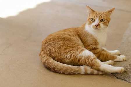 Prefeitura de Rio Preto disponibiliza cadastro eletrônico para castração de cães e gatos
