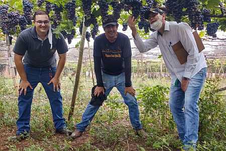 Colheita parcial de uvas fina e comum já supera 9 milhões de quilos em Palmeira d´Oeste