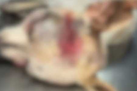 Cachorro morre após ter cabeça prensada em porta de veículo no interior de SP