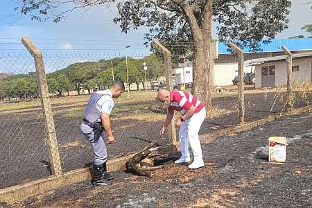 Morre tamanduá-bandeira gestante que teve 90% do corpo queimado em incêndio em Araçatuba