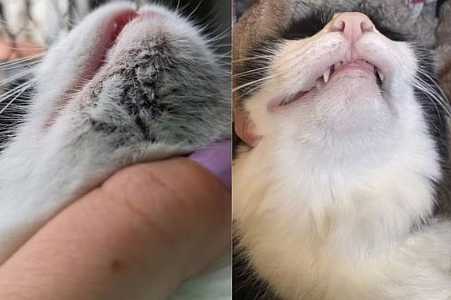 Pontinhos pretos no queixo? Entenda o que é a acne felina e como prevenir o problema