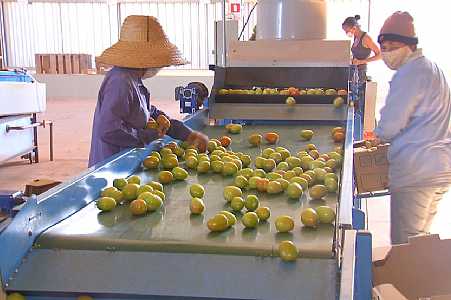 Cooperativa de Itápolis reúne pequenos produtores rurais