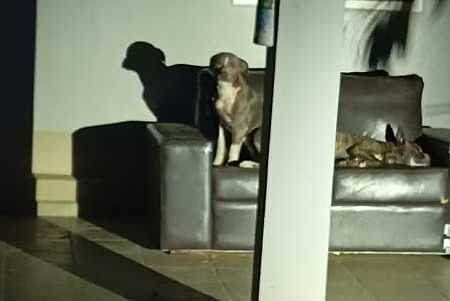 Mulher morre após ser atacada por cães em Penápolis