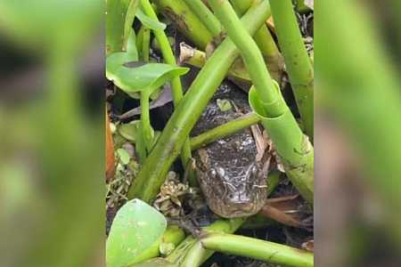 Sucuri de aproximadamente 3,5 metros é capturada em Parque Turístico de Buritama