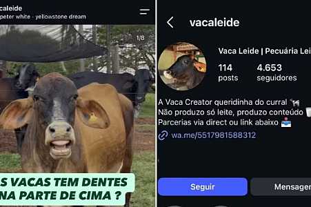 ´Vaca creator´ e touro influencer bombam na web com rotina no campo e fazem até ´publi´
