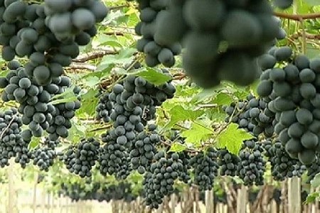Embrapa ajuda na produção de nova variedade de uva em Jales