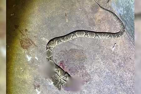 Jararaca que picou e matou idoso é uma das cobras mais agressivas e altamente venenosa, diz biólogo