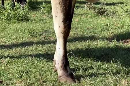 Mosca-de-estábulo avança no inverno e causa prejuízo a pecuaristas no interior de SP