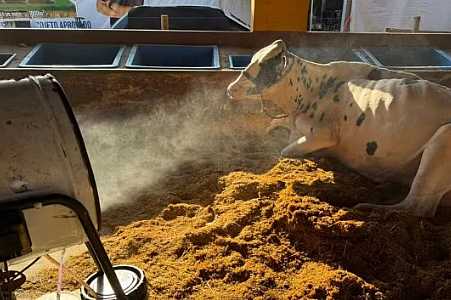 Criadores de vacas leiteiras usam ventilador e umidificador para evitar estresse térmico no noroeste de SP