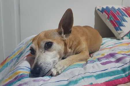 ´Dinheiro não apaga a dor´, diz tutor após pet hotel ser condenado por sumiço de cadela no interior de SP