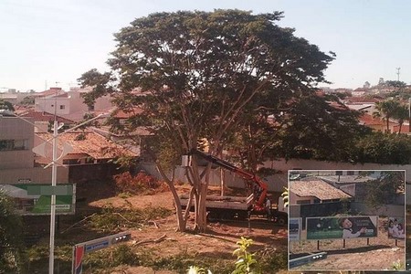 Árvore é cortada para dar lugar a propaganda sobre meio ambiente