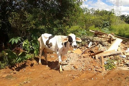 Comerciante de Jales é multado em R$ 10 mil por maus-tratos a animais