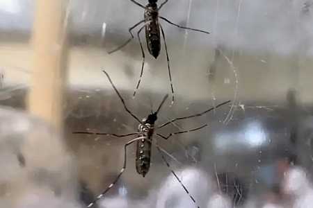 Com mais de 1 mil casos, Saúde confirma epidemia de dengue em Birigui
