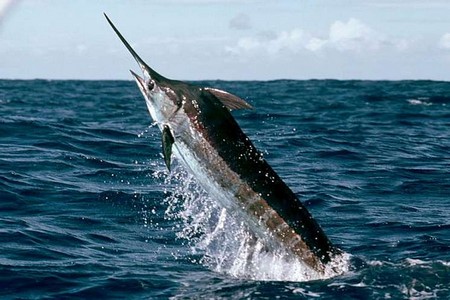 Vídeo: peixe pula para dentro de barco e obriga pescador a saltar no mar  
