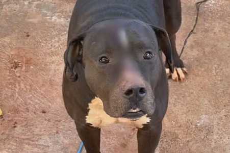 Idosa morre ao ser mordida no pescoço pelo cachorro pit bull do filho em Icém