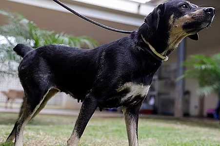 Genética, índole e fatores externos: especialistas explicam como identificar se cão é agressivo para evitar ataques