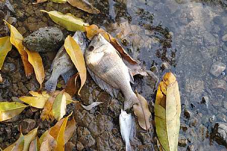 Microalgas invadem  Tietê e matam centenas de peixes