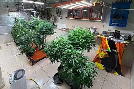 Operação mira grupo suspeito de usar habeas corpus de uso medicinal de maconha para tráfico de drogas e lavagem de dinheiro