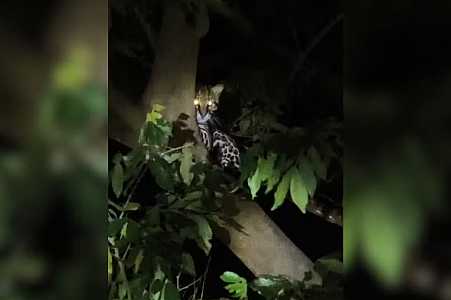 Jaguatirica é avistada em árvore de parque urbano da Represa de Rio Preto