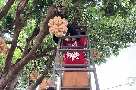 Tradicional decoração de Santa Fé do Sul começa a ser instalada