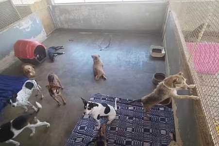 Três cães e seis gatos são encontrados mortos em uma casa no interior de SP