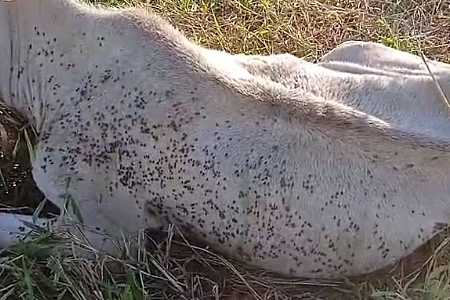 Pecuaristas relatam prejuízos com morte de animais após ataques da mosca-do-estábulo no noroeste de SP