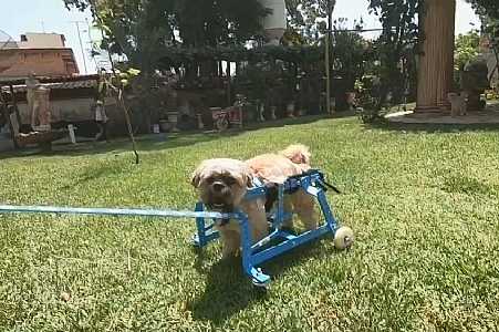 Cão que nasceu com doença no cérebro ganha cadeira de rodas para voltar a se locomover