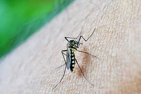 Secretaria de Saúde de Jales confirma primeira morte por dengue em 2023