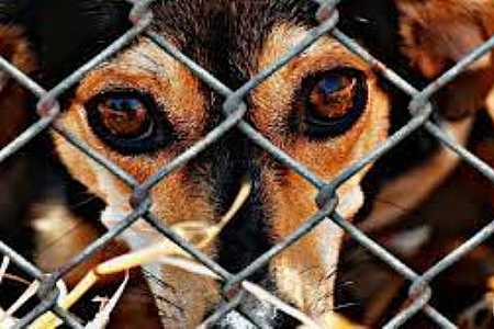 Projeto de Lei determina que veterinários denunciem casos de maus-tratos