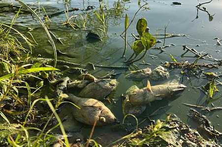 Piscicultores estimam prejuízo de R$ 1 milhão após encontrarem cerca de 30 toneladas de peixes mortos