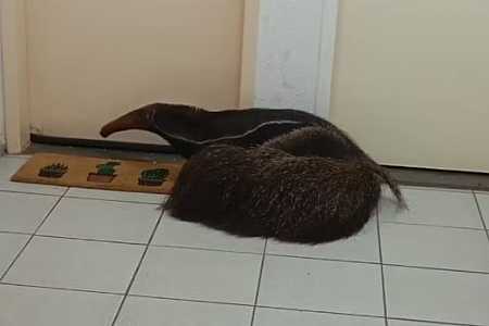 Moradores de condomínio recebem ´visita´ de tamanduá-bandeira em Rio Preto