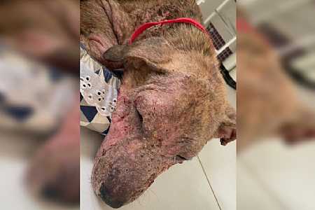 Homem é multado em R$ 3 mil por maus-tratos a cachorro em Pindorama