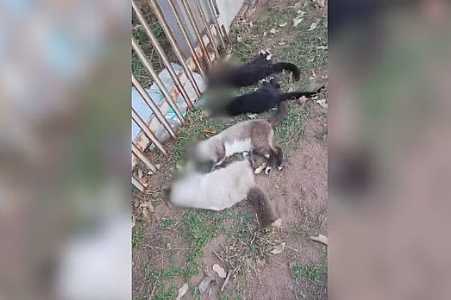 Gatos são encontrados mortos com sinais de envenenamento em condomínio de ranchos no interior de SP
