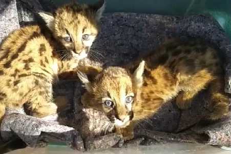 Filhotes de onça-parda são resgatados em fazenda de Novo Horizonte