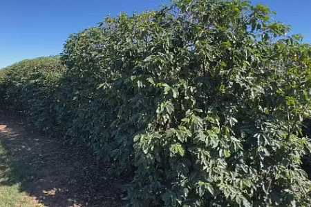 Temporais castigam cafezais e produtores aceleram colheita para salvar a safra no interior de SP
