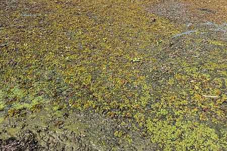 Trecho do Rio Tietê em Glicério enfrenta problemas com ´crosta´ de algas