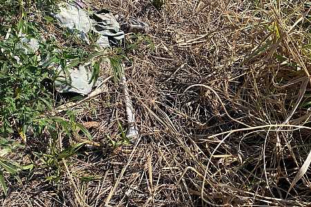 Ossada humana com sinais de tiros no crânio é encontrada em usina de Pereira Barreto
