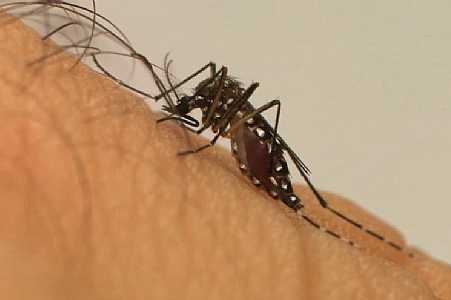 NOROESTE PAULISTA REGISTRA AUMENTO DE CASOS E MORTES POR DENGUE