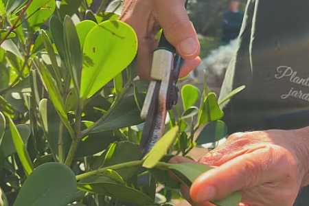 Clube de jardinagem do Jardim Botânico de Sorocaba oferece aulas gratuitas de poda e cultivo